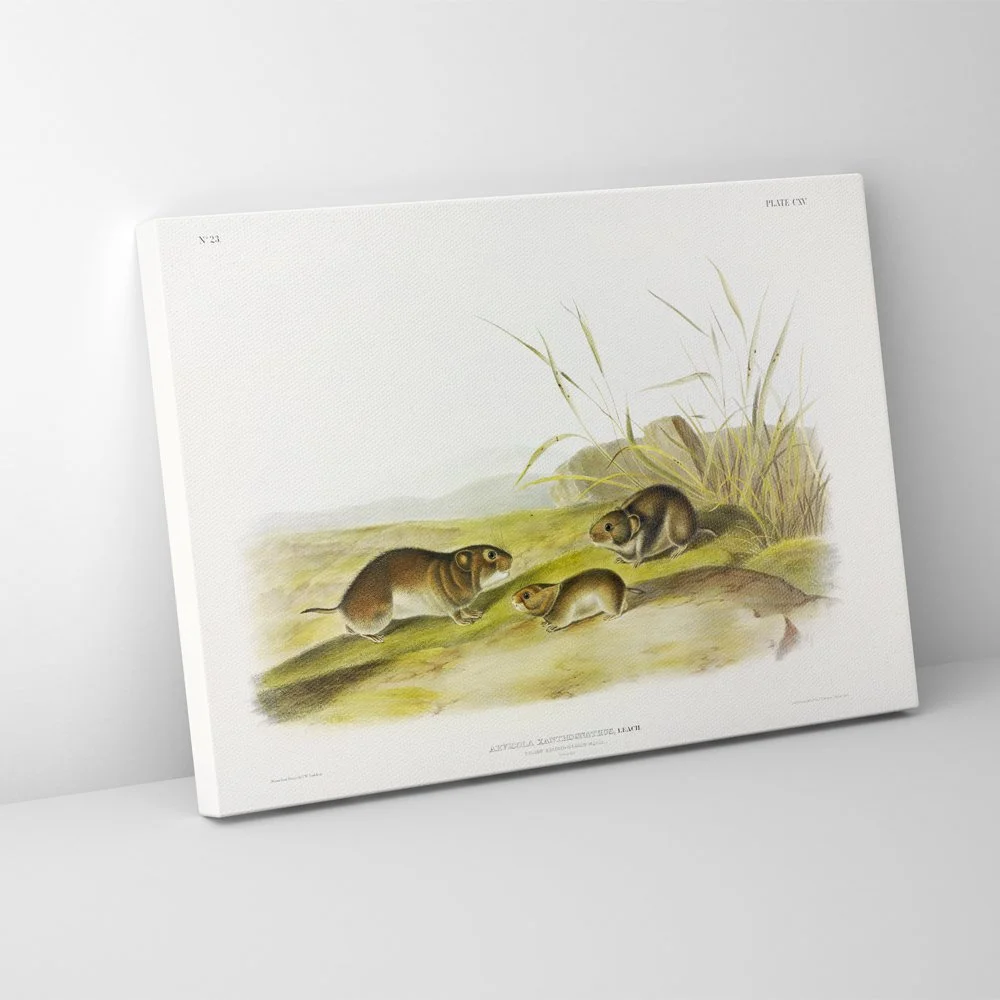 Brown or Norway Rat - Plate 54 — Audubon Art Prints
